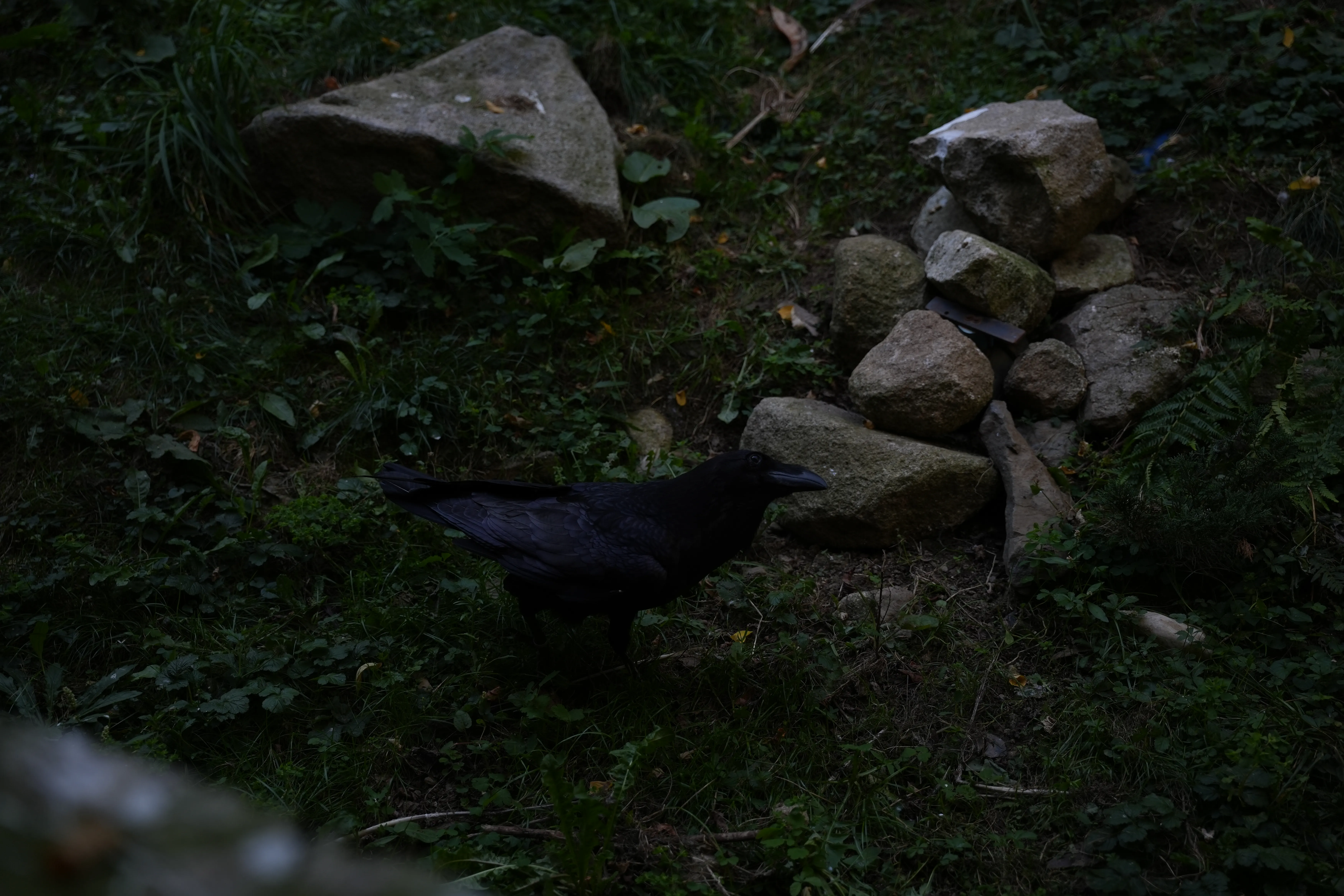 image de corbeau géant réalisée par Hope's Glow